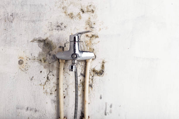 Best Mold Removal Company Near Me  in Spotsylnia Courthouse, VA