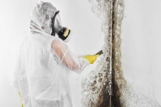 Mold Removal Process in Spotsylvania Courthouse, VA
