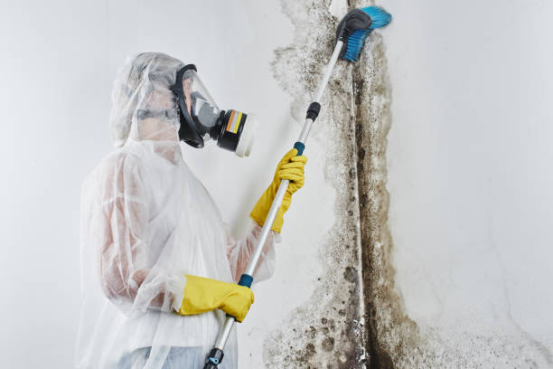Best Mold Damage Repair  in Spotsylnia Courthouse, VA