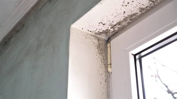 Spotsylvania Courthouse, VA Mold Removal Company