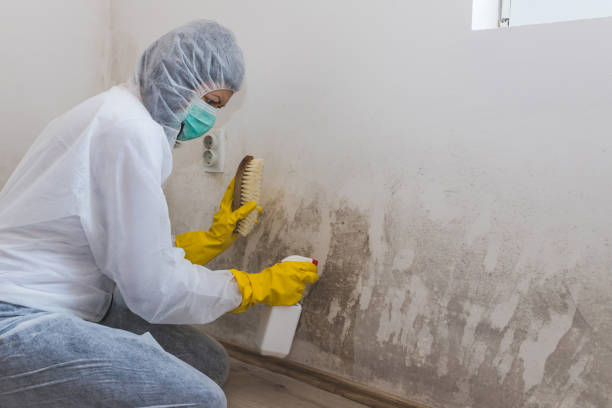 Best Fast Mold Removal  in Spotsylnia Courthouse, VA