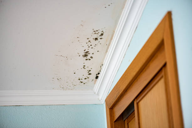 Best Crawl Space Mold Removal  in Spotsylnia Courthouse, VA