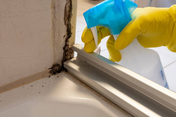 Best Local Mold Removal Service  in Spotsylnia Courthouse, VA