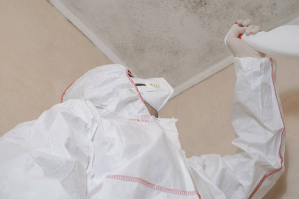 Best Attic Mold Removal  in Spotsylnia Courthouse, VA