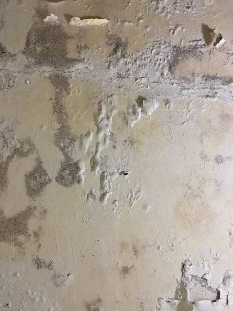  Spotsylnia Courthouse, VA Mold Removal Pros