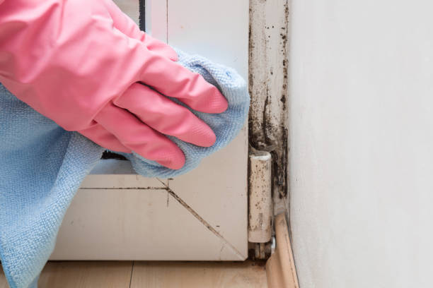 Best Emergency Mold Removal  in Spotsylnia Courthouse, VA