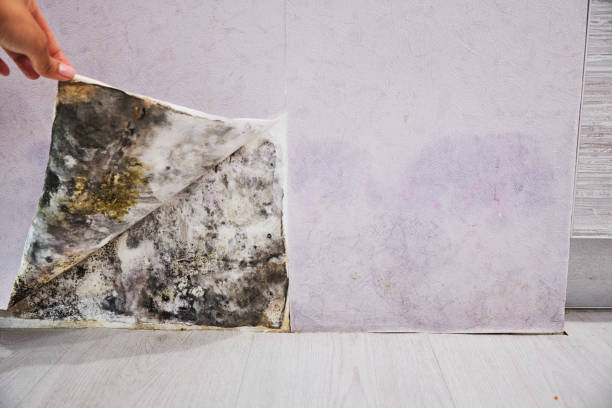 Best Affordable Mold Removal  in Spotsylnia Courthouse, VA